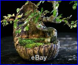 Bonsai Tree Chinese Elm in a Tomy Remington pot CETR-1212