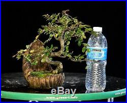 Bonsai Tree Chinese Elm in a Tomy Remington pot CETR-1212