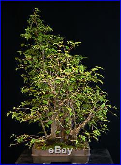 Bonsai Tree Collected American Elm Grove CAEG6-706