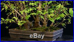 Bonsai Tree Collected American Elm Grove CAEG6-706