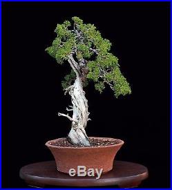 Bonsai Tree Collected California Juniper grafted with Itoigawa in Rare Container
