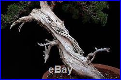 Bonsai Tree Collected California Juniper grafted with Itoigawa in Rare Container