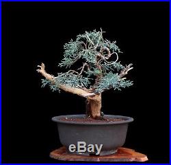 Bonsai Tree Collected Sierra Juniper'yamadori