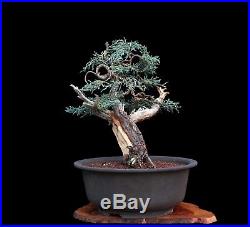 Bonsai Tree Collected Sierra Juniper'yamadori