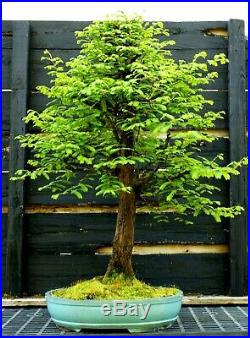 Bonsai Tree Dawn Redwood DRST-1216B