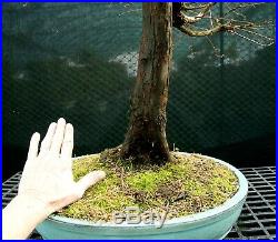 Bonsai Tree Dawn Redwood DRST-1216B