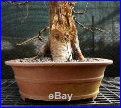 Bonsai Tree Dawn Redwood DRST-128