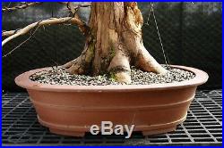 Bonsai Tree Dawn Redwood DRST-128