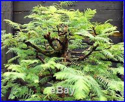 Bonsai Tree Dawn Redwood DRST-830A