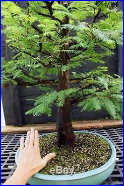 Bonsai Tree Dawn Redwood DRST-830A