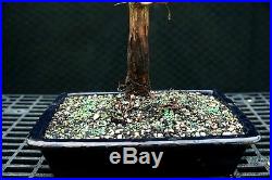 Bonsai Tree Dawn Redwood DR-1215B