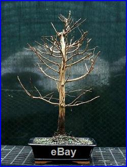 Bonsai Tree Dawn Redwood DR-1215B