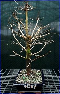 Bonsai Tree Dawn Redwood DR-1215D