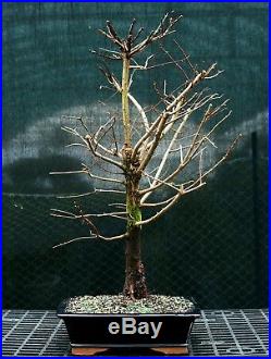 Bonsai Tree Dawn Redwood DR-1215D