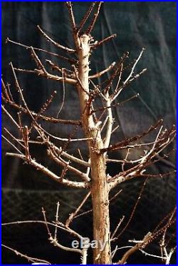 Bonsai Tree Dawn Redwood DR-1215I