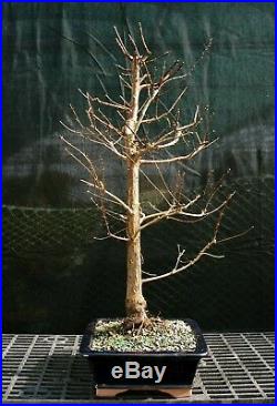 Bonsai Tree Dawn Redwood DR-1215I