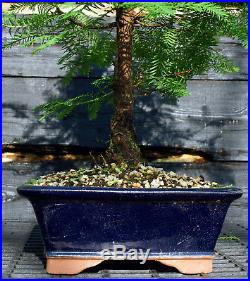Bonsai Tree Dawn Redwood DR-724C