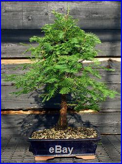 Bonsai Tree Dawn Redwood DR-724C