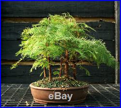 Bonsai Tree Dawn Redwood Grove DRG5-1124D