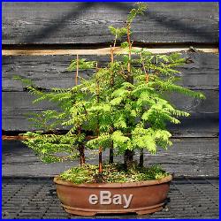 Bonsai Tree Dawn Redwood Grove DRG5-724B