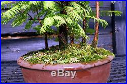 Bonsai Tree Dawn Redwood Grove DRG5-724B