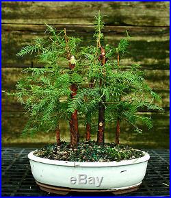 Bonsai Tree Dawn Redwood Grove DRG5-728B
