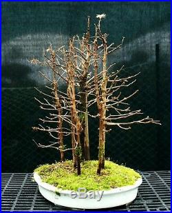 Bonsai Tree Dawn Redwood Grove DRG7-1215