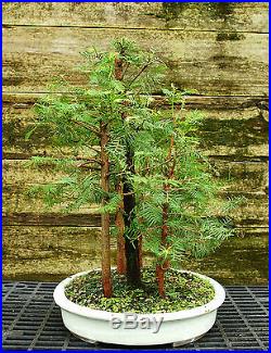 Bonsai Tree Dawn Redwood Grove DRG7-814B