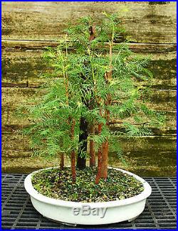 Bonsai Tree Dawn Redwood Grove DRG7-814B