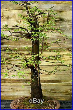 Bonsai Tree Dawn Redwood Specimen DRST-316D