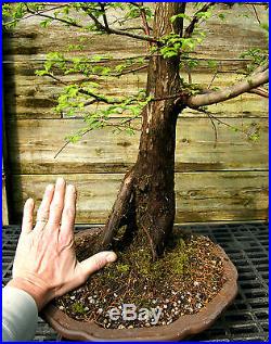 Bonsai Tree Dawn Redwood Specimen DRST-316D