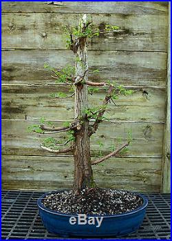 Bonsai Tree Dawn Redwood Specimen DRST-328B