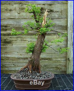 Bonsai Tree Dawn Redwood Specimen DRST-328C