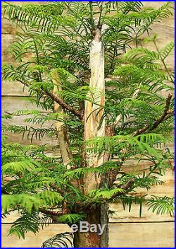 Bonsai Tree Dawn Redwood Specimen DRST-524A