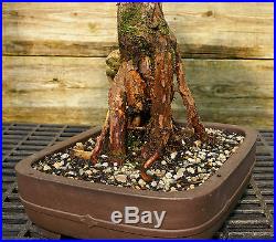 Bonsai Tree Dawn Redwood Specimen DRST-524A
