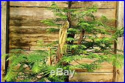 Bonsai Tree Dawn Redwood Specimen DRST-524B