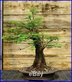 Bonsai Tree Dawn Redwood Specimen DRST-524B