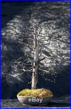 Bonsai Tree Dawn Redwood Specimen DRST-825