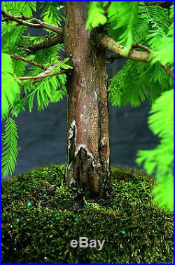 Bonsai Tree Dawn Redwood Specimen DRST-825