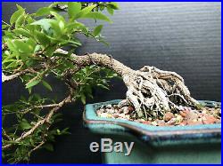 Bonsai Tree Dwarf Barbados Cherry Flowers & Fruits Semi-cascade style