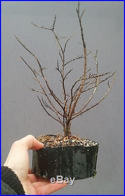 Bonsai Tree, Dwarf Crape Myrtle, Pocomoke Variety, Live Tree! Starter Tree