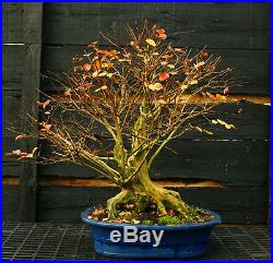 Bonsai Tree Dwarf Crape Myrtle Specimen DCMST-1130