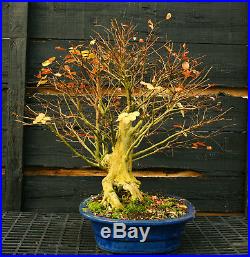 Bonsai Tree Dwarf Crape Myrtle Specimen DCMST-1130