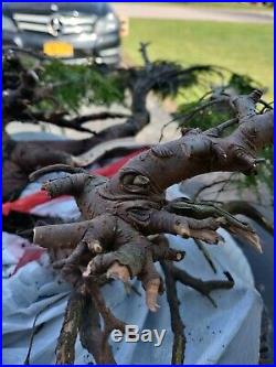 Bonsai Tree Dwarf Hemlock Ancient