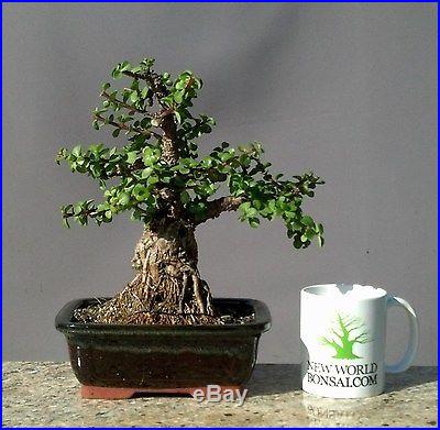 Bonsai Tree, Dwarf Jade, Large tree, Exposed Root Style! No reserve