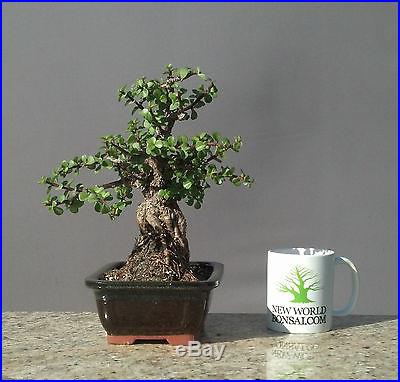 Bonsai Tree, Dwarf Jade, Large tree, Exposed Root Style! No reserve