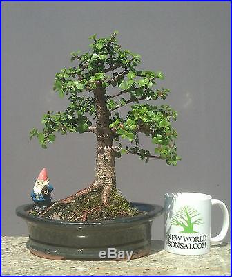 Bonsai Tree, Dwarf Jade, Large tree, Well trained! Excellent shape! No reserve