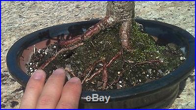 Bonsai Tree, Dwarf Jade, Large tree, Well trained! Excellent shape! No reserve
