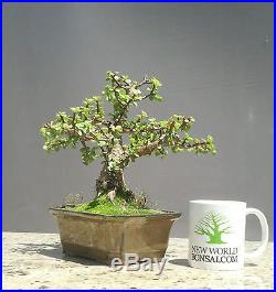 Bonsai Tree, Dwarf Jade, Portulacaria afra, Nicely done, Ships in 8 Pot