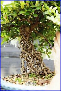 Bonsai Tree Exposed Root Satsuki Azalea Chiyo-No-Homare Specimen SACST-429B